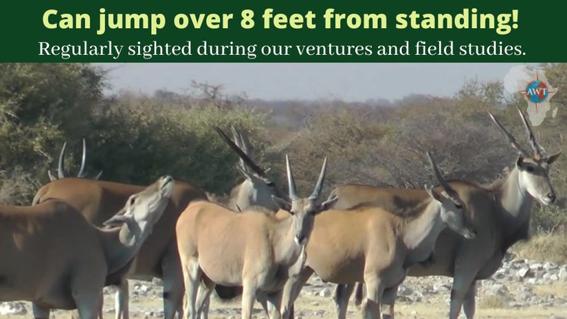 Eland
